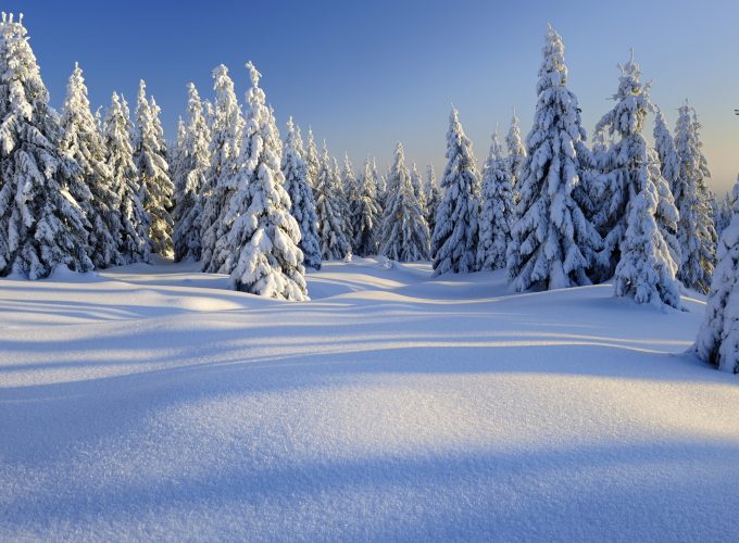 Wallpaper forest, trees, snow, winter, 5k, Nature 769889070